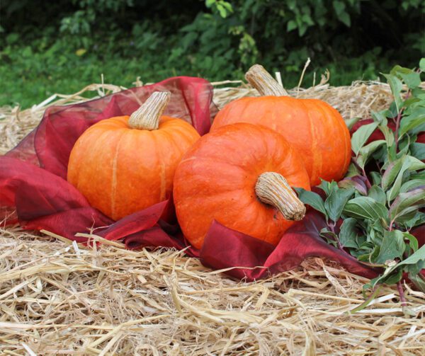 Cucurbita maxima Amoro F1 2