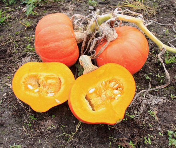 Cucurbita maxima Amoro F1