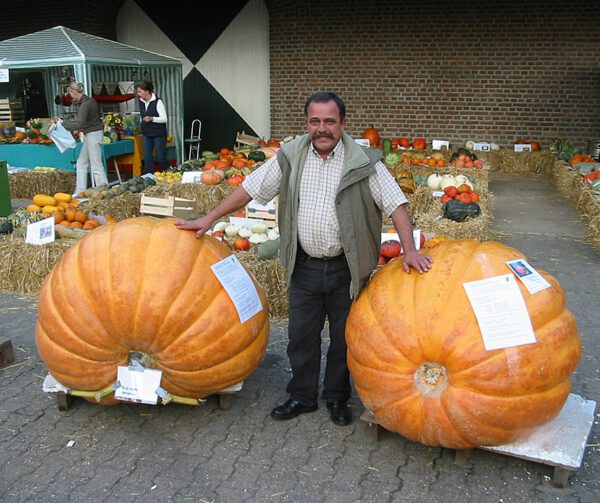 Cucurbita maxima Atlantic Giant