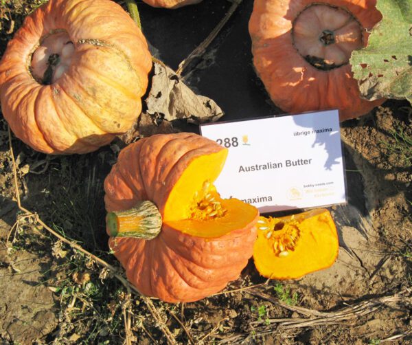 Cucurbita maxima Australian Butter