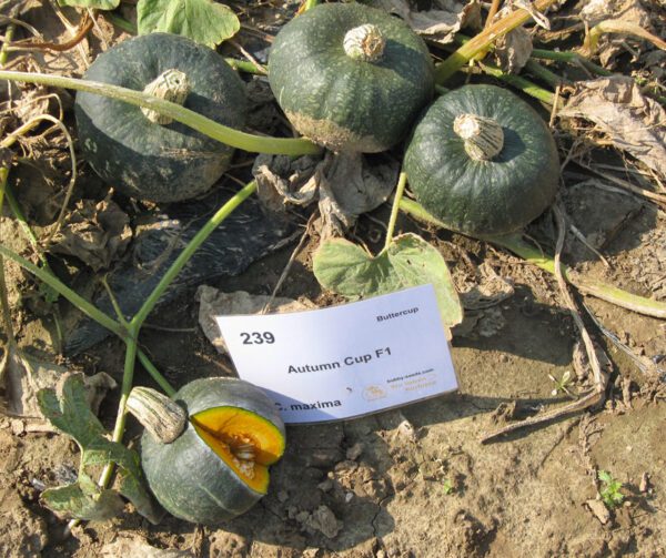 Cucurbita maxima Autumn Cup 1