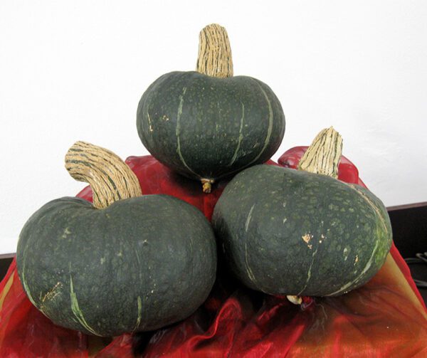 Cucurbita maxima Autumn Cup