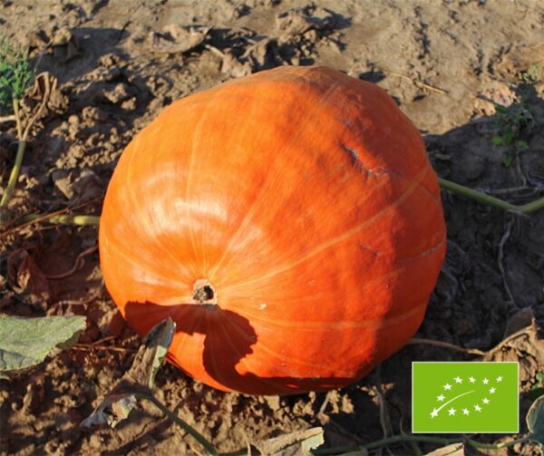 Cucurbita maxima Big Max 2