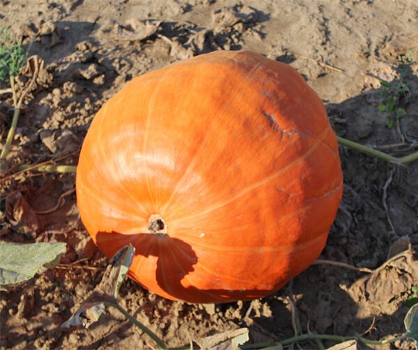 Cucurbita maxima Big