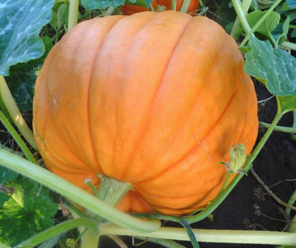 Cucurbita maxima Big Moose 1