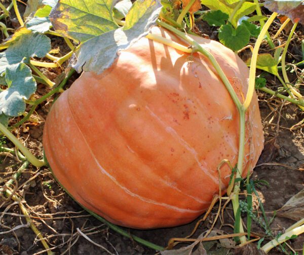 Cucurbita maxima Big Moose