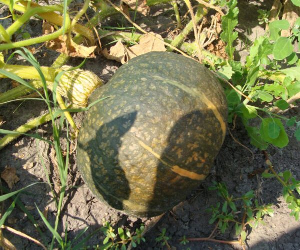 Cucurbita maxima Black Forest 1