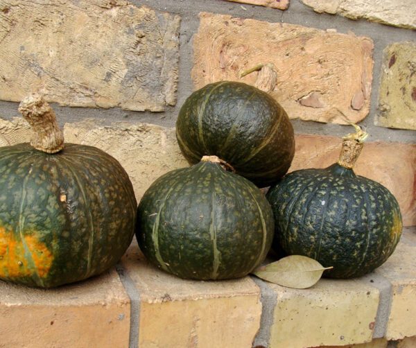 Cucurbita maxima Black Forest