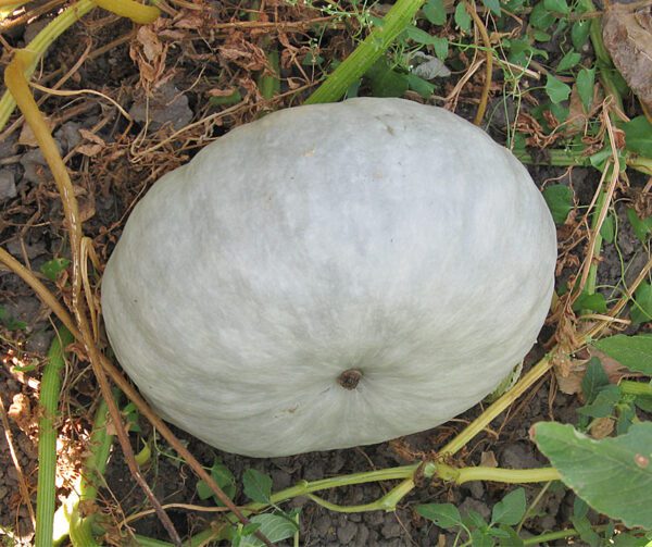 Cucurbita maxima Bleu de Hongrie 1