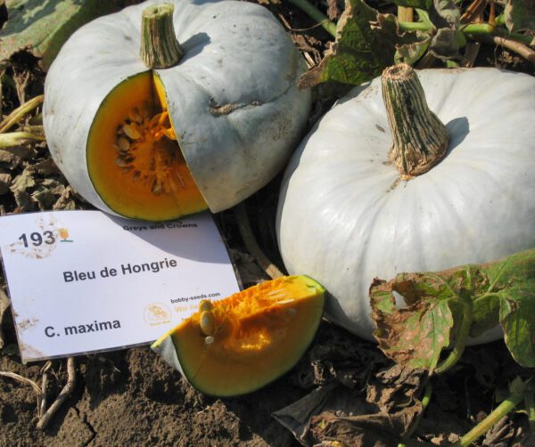 Cucurbita maxima Bleu de Hongrie