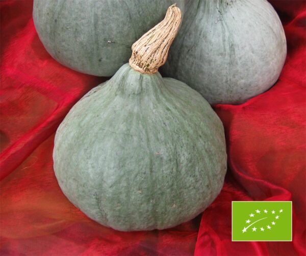 Cucurbita maxima Blue Ballet 1