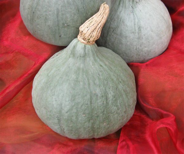 Cucurbita maxima Blue Ballet