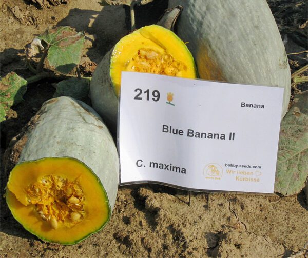 Cucurbita maxima Blue Banana