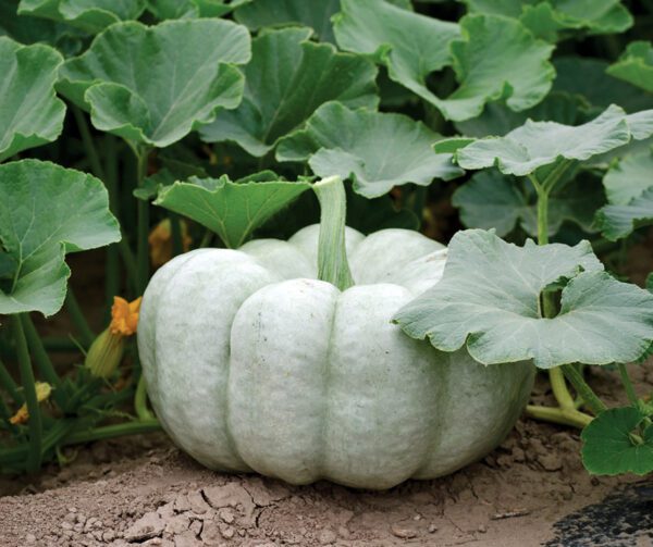 Cucurbita maxima Blue Doll F1