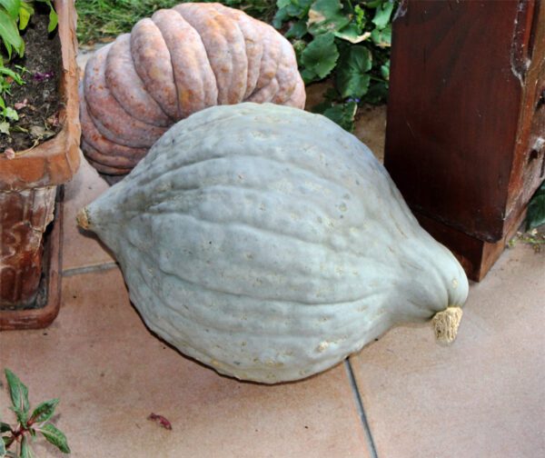 Cucurbita maxima Blue Hubbard 1