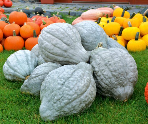 Cucurbita maxima Blue Hubbard