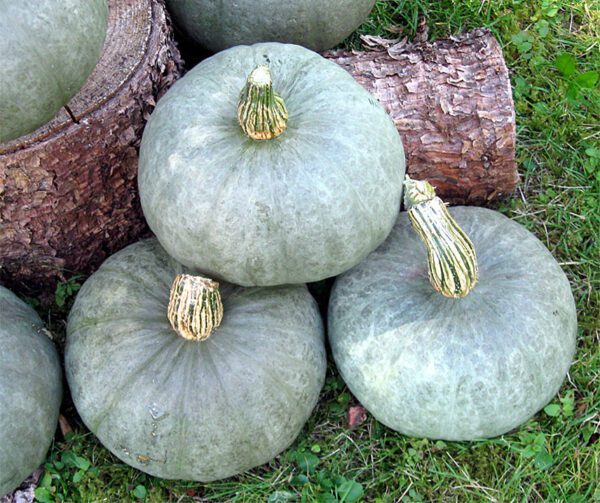 Cucurbita maxima Blue Kuri