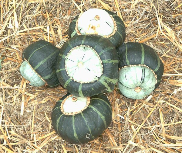 Cucurbita maxima Bon Bon F1