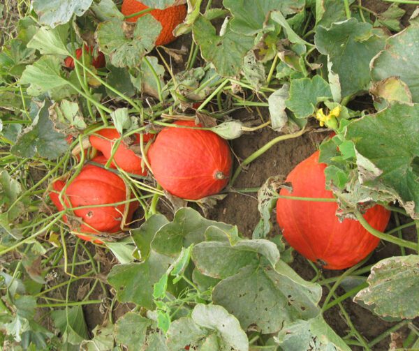 Cucurbita maxima Boston Marrow