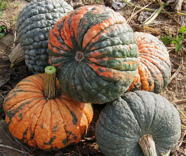 Cucurbita maxima Buen Gusto de Horno 1