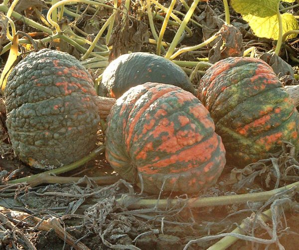 Cucurbita maxima Buen Gusto de Horno