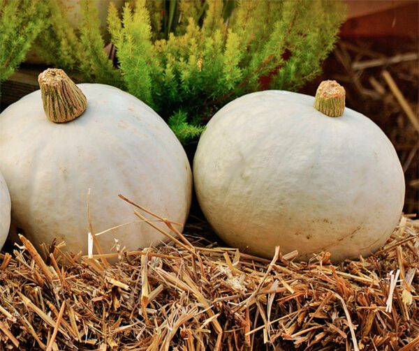 Cucurbita maxima Casper