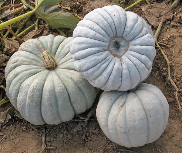 Cucurbita maxima Crioula Pataka