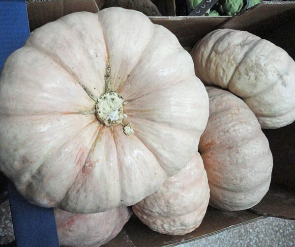 Cucurbita maxima Crown Prince F1 1