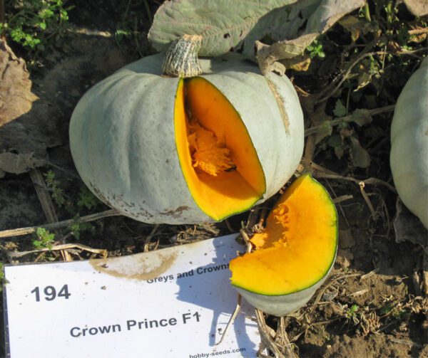 Cucurbita maxima Crown Prince F1