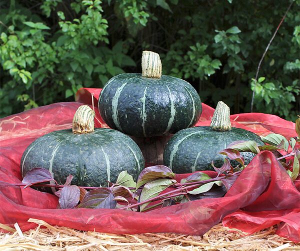 Cucurbita maxima Dolcevera F1 1