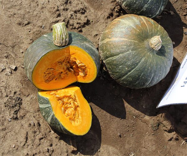 Cucurbita maxima Dolcevera F1