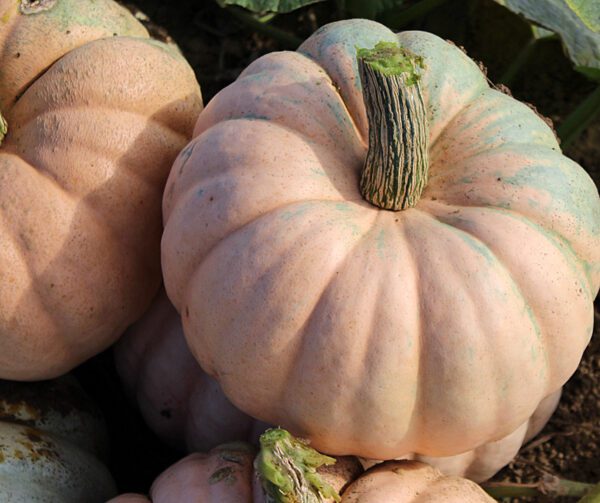 Cucurbita maxima Entry Mix 1