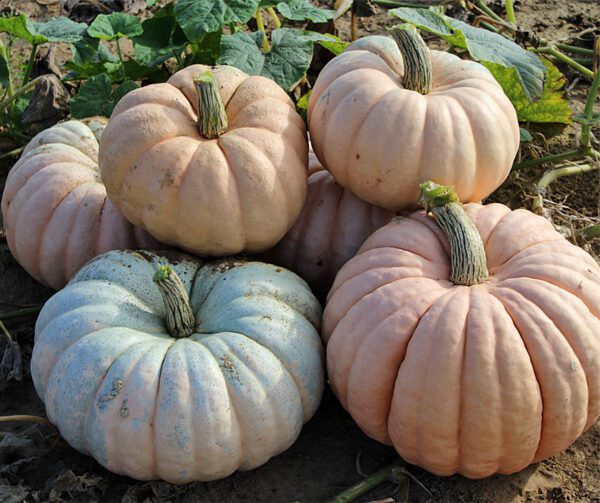 Cucurbita maxima Entry Mix 4