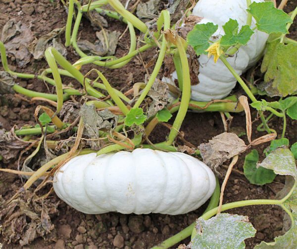 Cucurbita maxima Flat White Boer