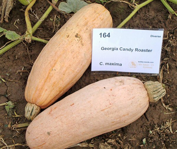 Cucurbita maxima Georgia Candy Roaster