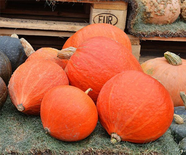 Cucurbita maxima Golden Delicious