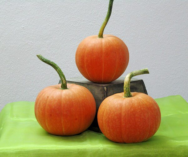 Cucurbita maxima Golden Pumpkin