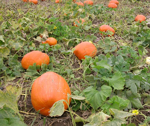 Cucurbita maxima Golias