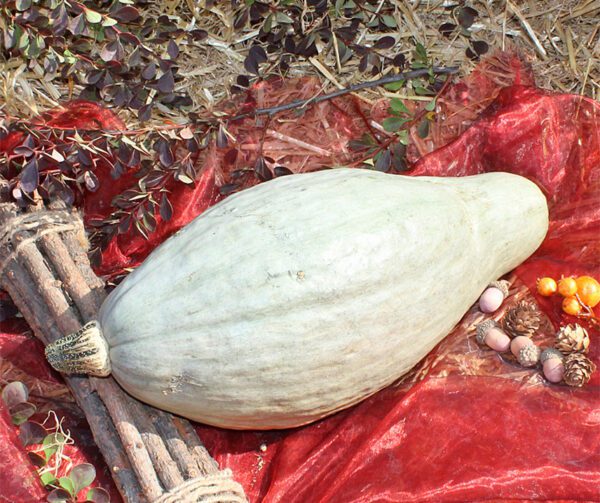 Cucurbita maxima Guatemalan Blue Banana