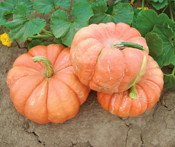 Cucurbita maxima Indian Doll F1