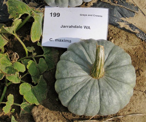 Cucurbita maxima Jarrahdale 1