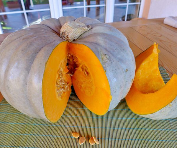 Cucurbita maxima Jarrahdale