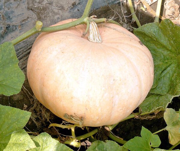 Cucurbita maxima Jaune Gros de Paris 1