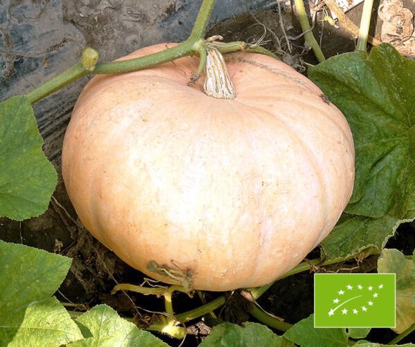 Cucurbita maxima Jaune Gros de Paris