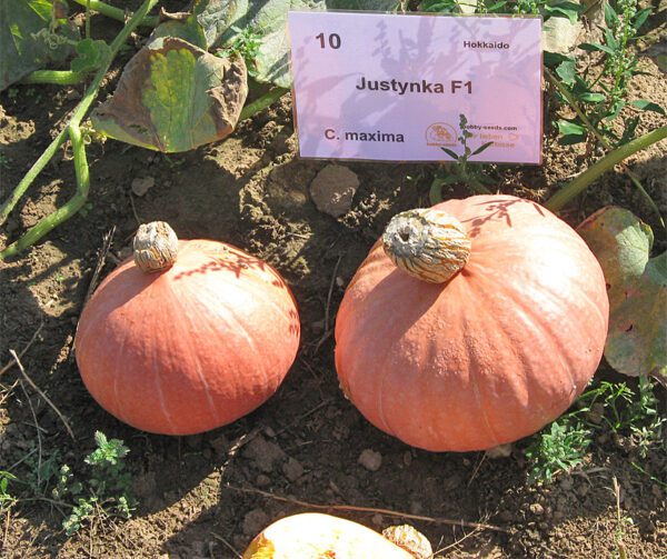 Cucurbita maxima Justynka F1 1