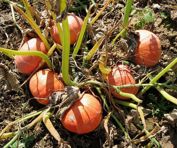 Cucurbita maxima Justynka F1