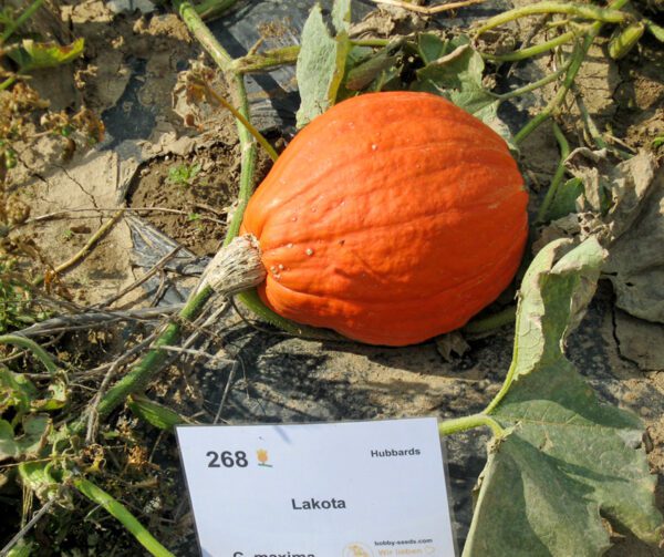 Cucurbita maxima Lakota 1