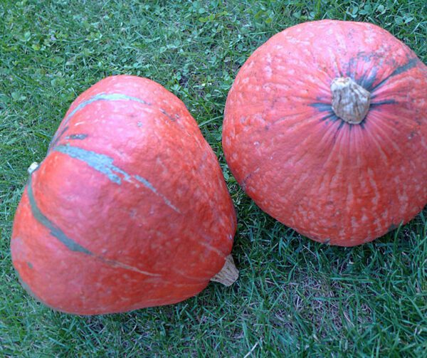 Cucurbita maxima Lakota 2