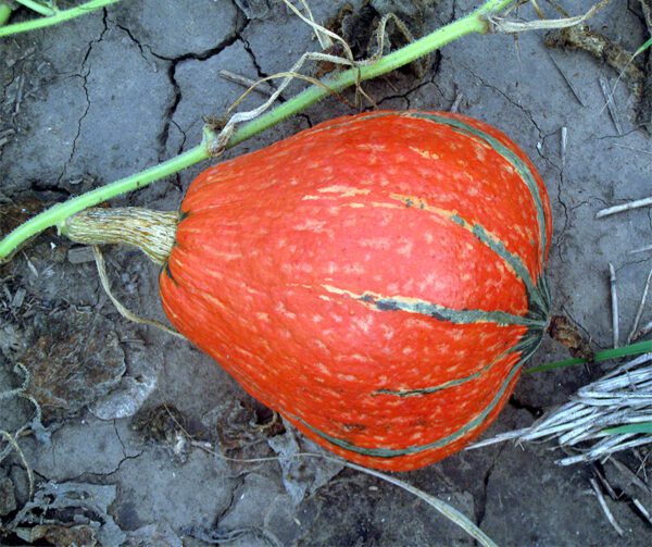 Cucurbita maxima Lakota