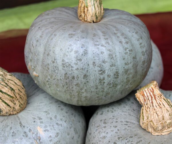 Cucurbita maxima Leckor F1 3